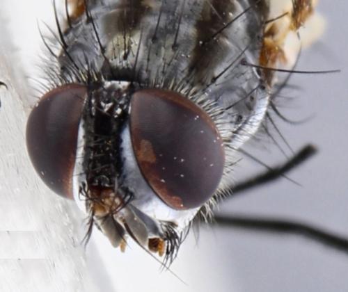 Mintho rufiventris